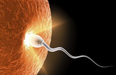 गर्भ में एक नये जीवन की शुरुआत